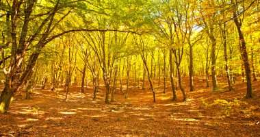 Ormandaki altın canlı sonbahar