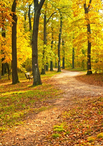 Golden vivid autumn in forest — Stock Photo, Image