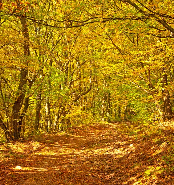 Otoño vivo dorado en el bosque —  Fotos de Stock