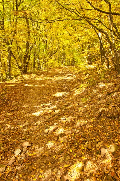 Outono vívido dourado na floresta — Fotografia de Stock