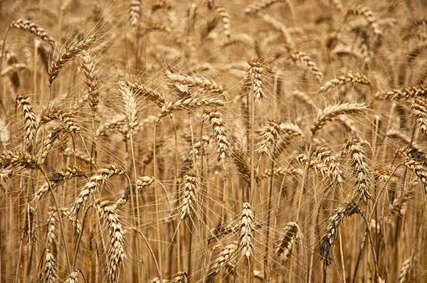Пейзаж із золотим пшеничним полем — стокове фото