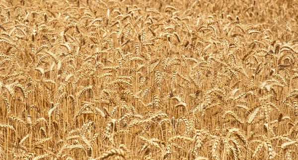 Пейзаж с золотым пшеничным полем — стоковое фото