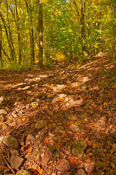 Golden vivid autumn in forest — Stock Photo, Image