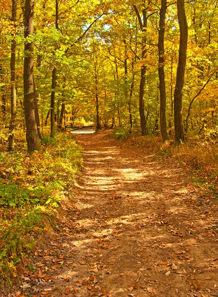 Golden vivid autumn in forest — Stock Photo, Image