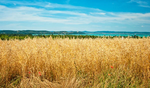 Paysage avec champ de blé doré — Photo