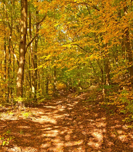 Złotej jesieni żywe w lesie — Zdjęcie stockowe