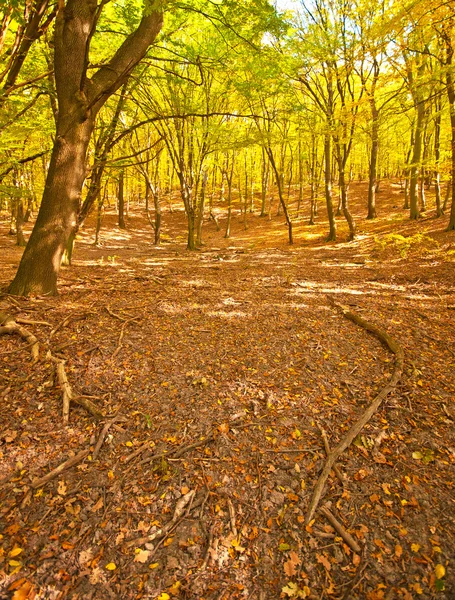 Gyllene levande höst i skogen — Stockfoto