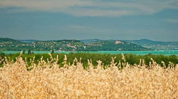 Paisagem com campo de trigo dourado — Fotografia de Stock