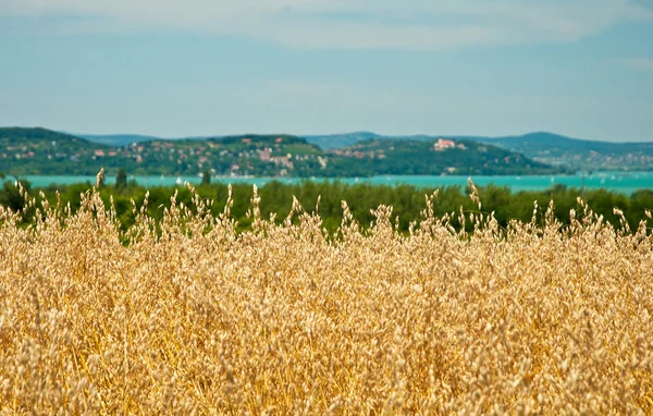 Paysage avec champ de blé doré — Photo