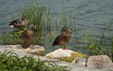 Taşlar üzerinde oturan güzel ördekler