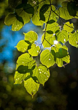 Yeşil renkli yaprakları