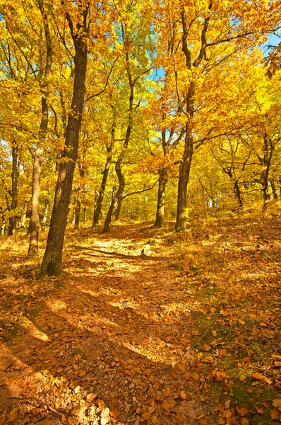 Otoño vivo dorado en el bosque — Foto de Stock