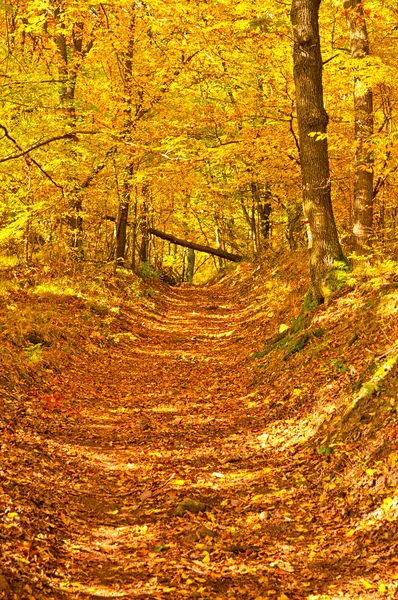 Outono vívido dourado na floresta — Fotografia de Stock