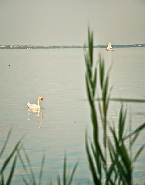White swan on a lake — Stock Photo, Image