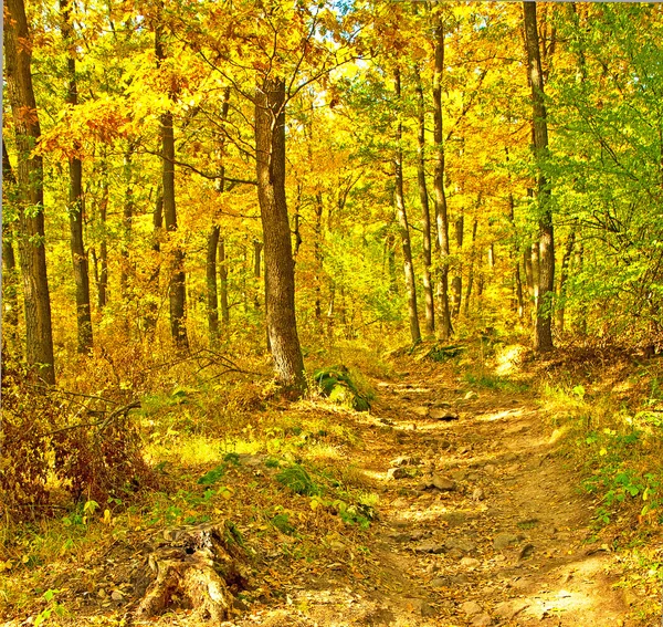 Outono vívido dourado na floresta — Fotografia de Stock