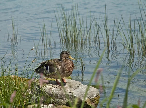 Hübsche Ente sitzt auf Steinen — Stockfoto