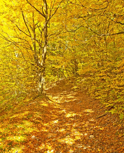 Automne doré et vif en forêt — Photo