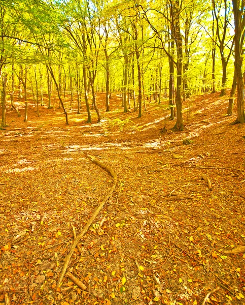 Golden vivid autumn in forest — Stock Photo, Image