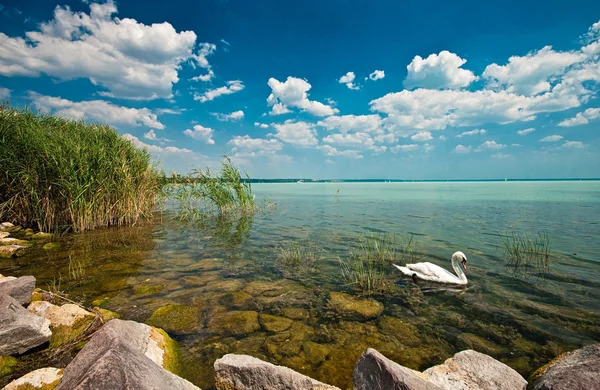 Bílá labuť na jezeře — Stock fotografie