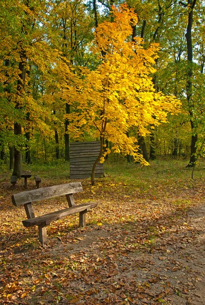 Goldener, lebendiger Herbst im Wald — Stockfoto
