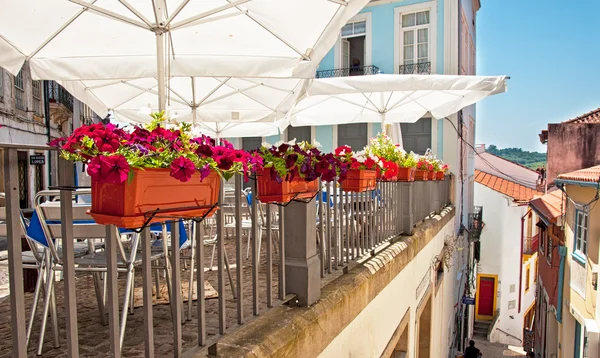 Flores en macetas en la terraza al aire libre — Foto de Stock