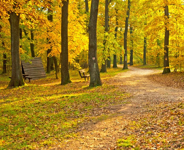 Golden vivid autumn in forest — Stock Photo, Image