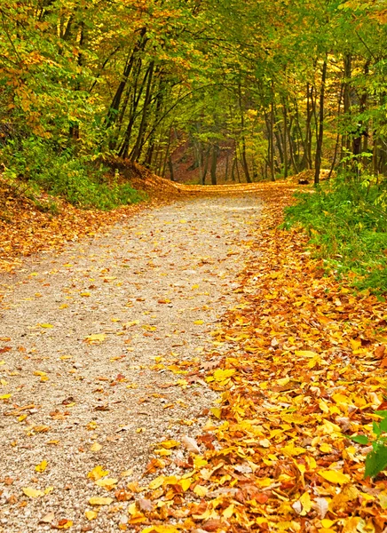 Goldener, lebendiger Herbst im Wald — Stockfoto