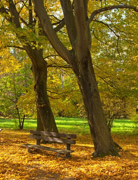 Goldener, lebendiger Herbst im Wald — Stockfoto