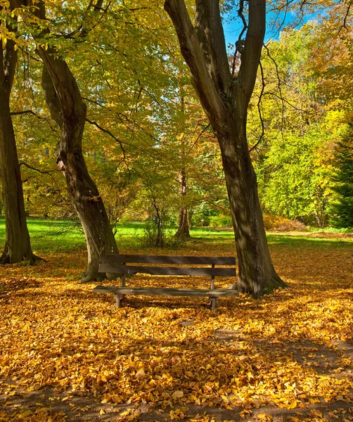 Autunno vivido dorato nella foresta — Foto Stock