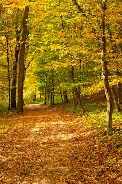 Golden vivid autumn in forest — Stock Photo, Image