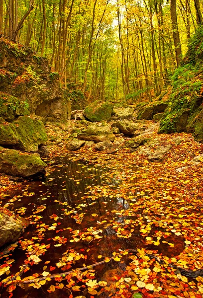 Otoño vivo dorado en el bosque — Foto de Stock