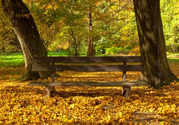 Automne doré et vif en forêt — Photo