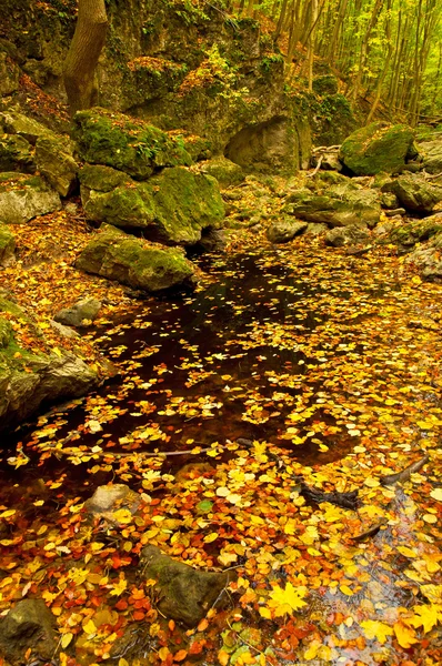 Gyllene levande höst i skogen — Stockfoto