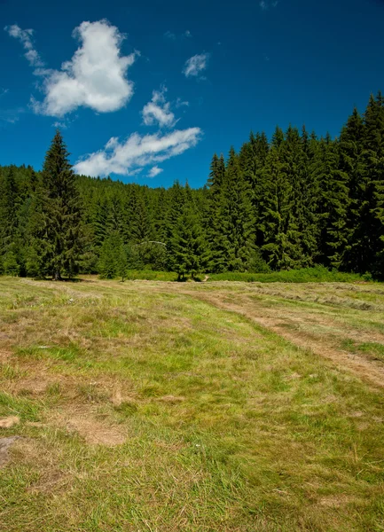 Berg mit Kiefernwald — Stockfoto