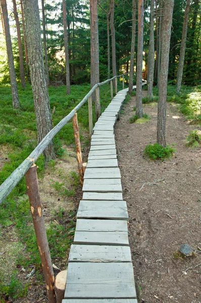 Floresta verde e caminho no dia — Fotografia de Stock