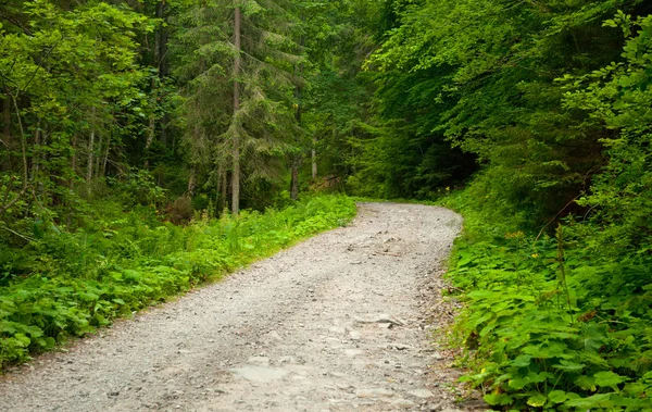 Road in beautiful green forest — Stock Photo, Image