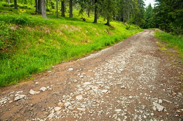 Road in beautiful green forest — Stock Photo, Image