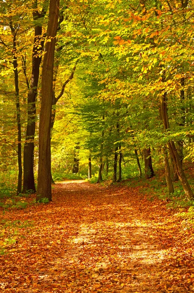 Golden vivid autumn in forest — Stock Photo, Image