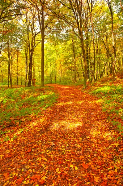 Golden vivid autumn in forest — Stock Photo, Image