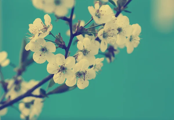 Bloeiende tak van de boom van de lente — Stockfoto