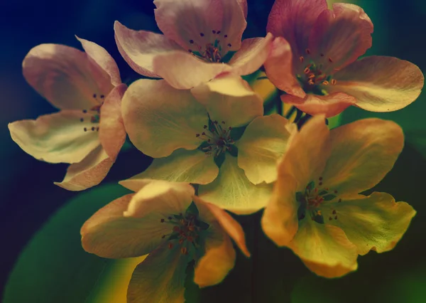 Hermosas flores de albaricoque — Foto de Stock