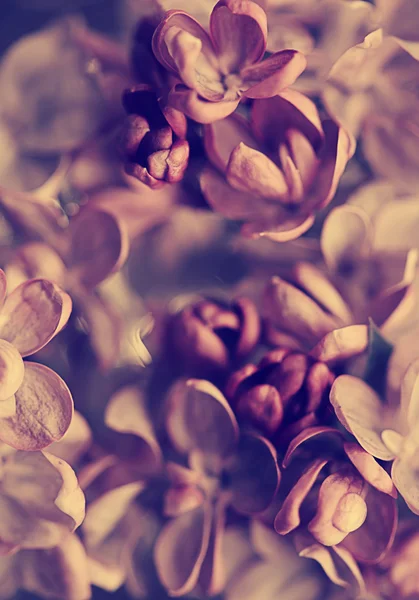 Lilac flowers background — Stock Photo, Image