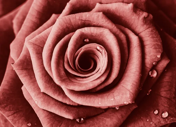 Beautiful roses for background — Stock Photo, Image