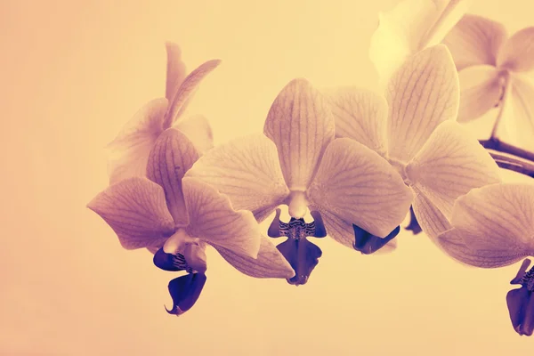 Tropiska orkidéer blomma — Stockfoto