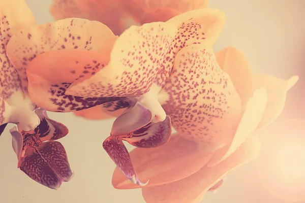 열 대 난초 꽃 — 스톡 사진