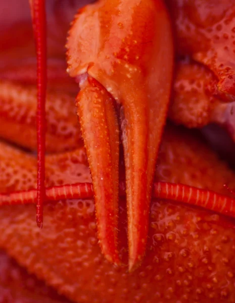 Garra de lagostim — Fotografia de Stock