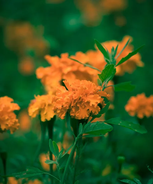 Flores de caléndula —  Fotos de Stock