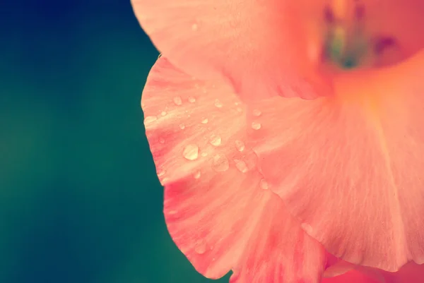 バラの花びら — ストック写真