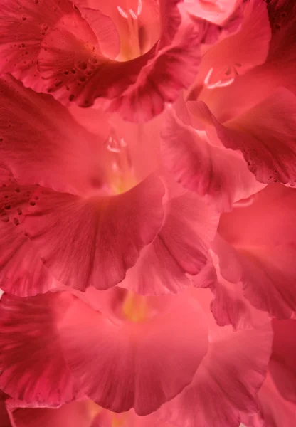 Petali di fiori — Foto Stock