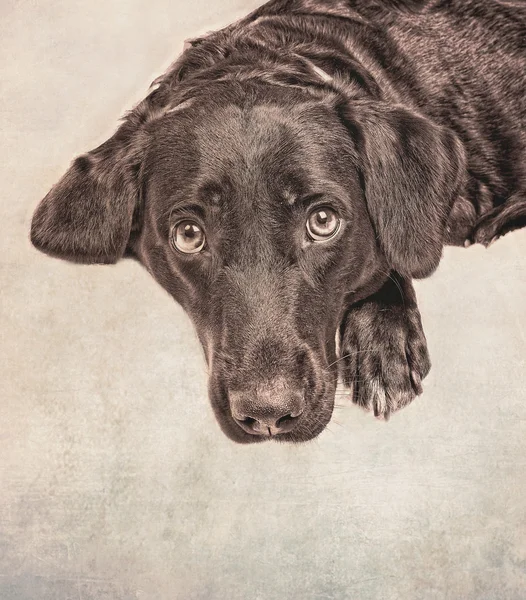 Hund på grunge bakgrund — Stockfoto